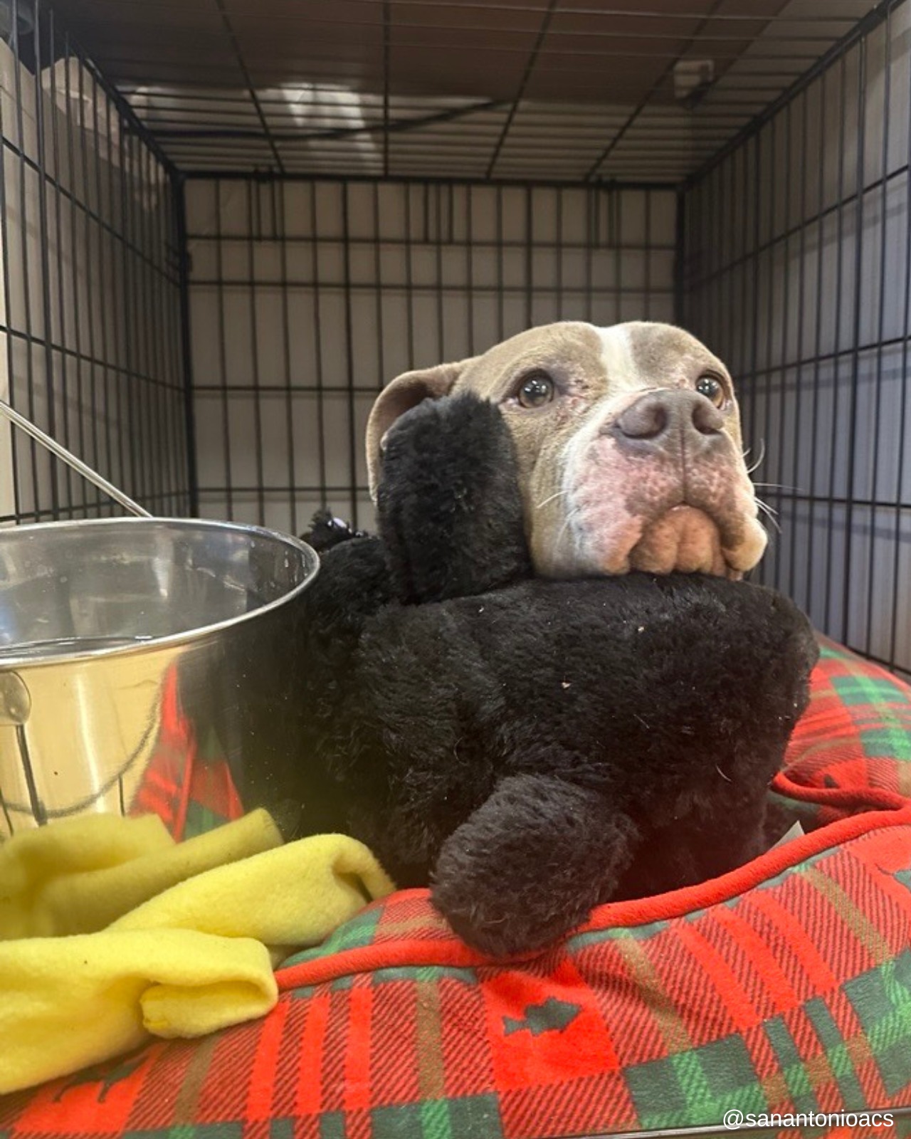 brown dog in crate