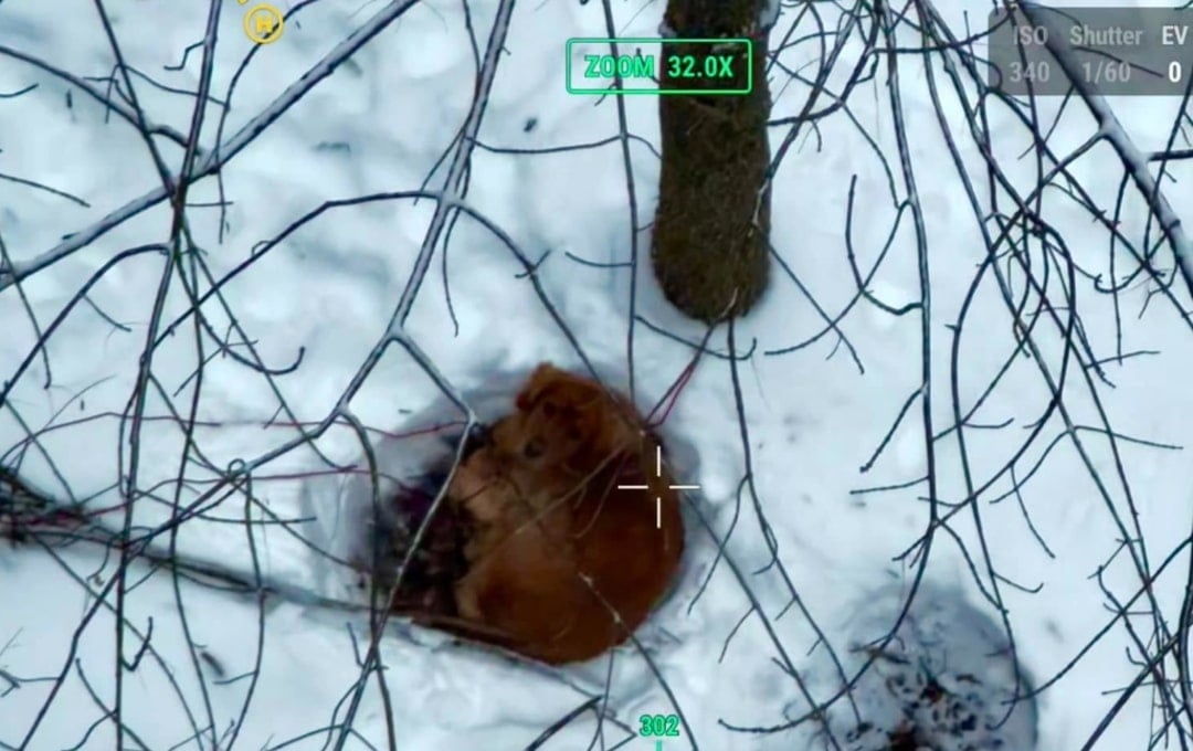 brown dog in snowy woods