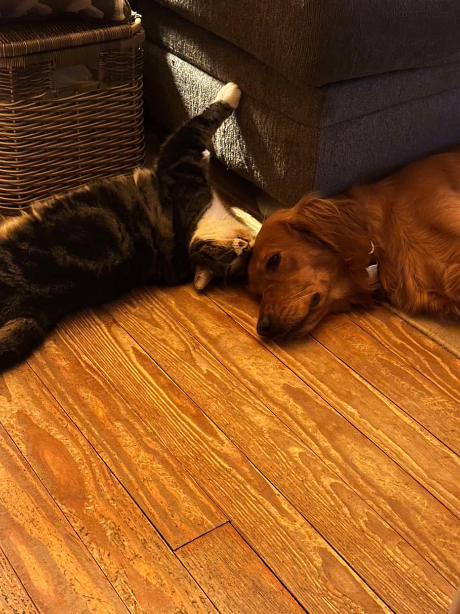 cat and dog laying together