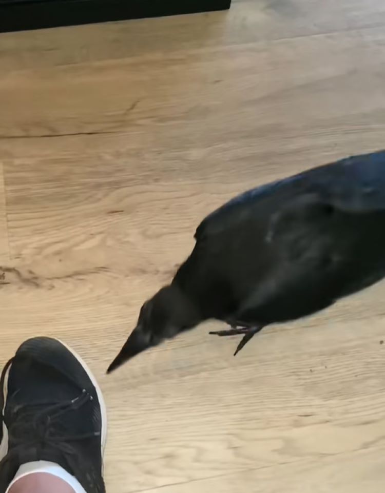 crow in house