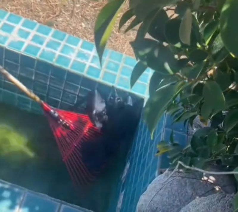 crow in pool