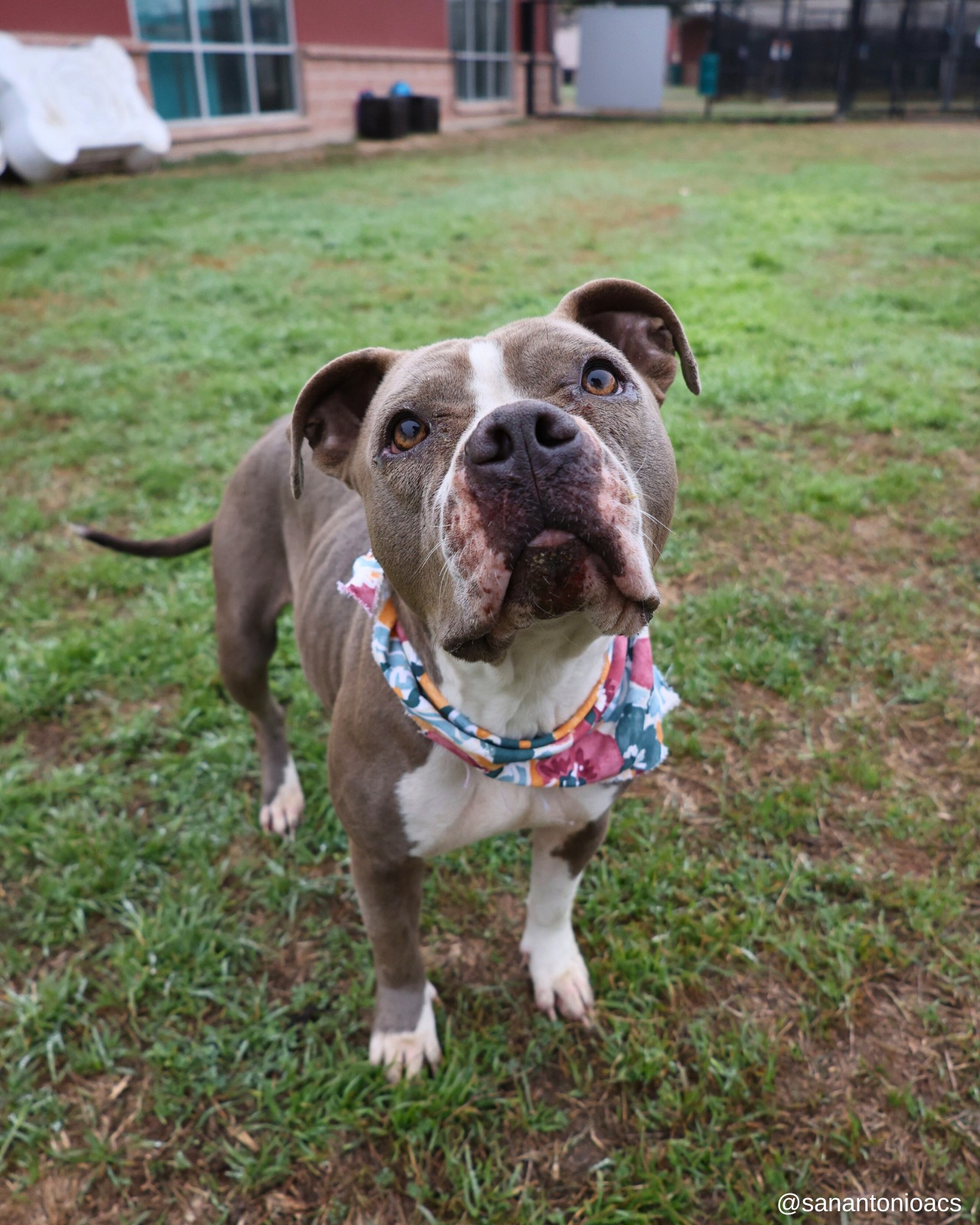 cute dog posing for a picture