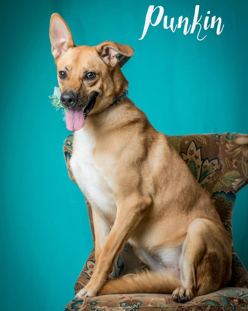 cute dog sitting on a chair