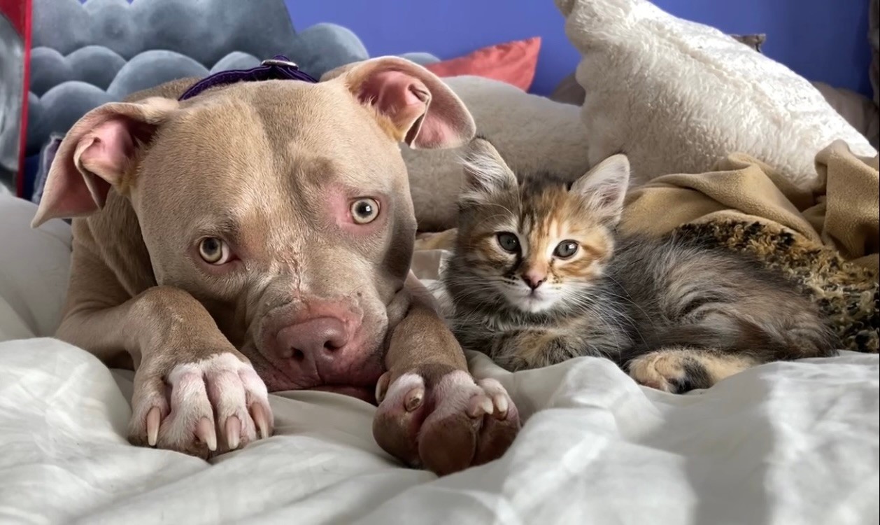 dog and kitten