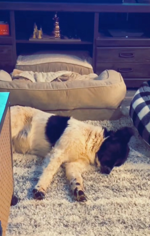 dog laying down on a rug