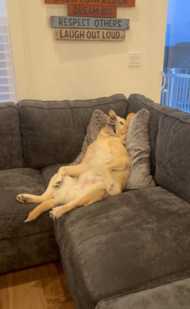 dog laying on a couch