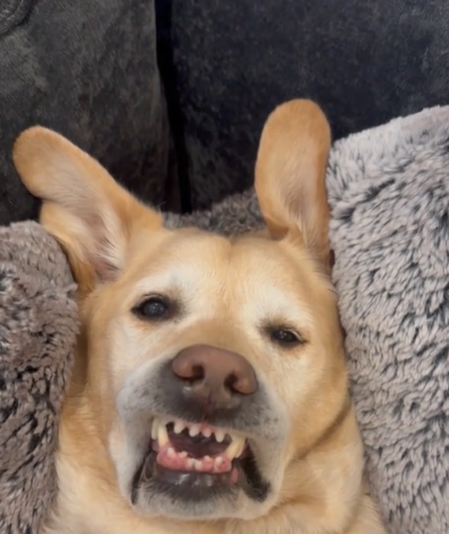 dog laying on a pillows