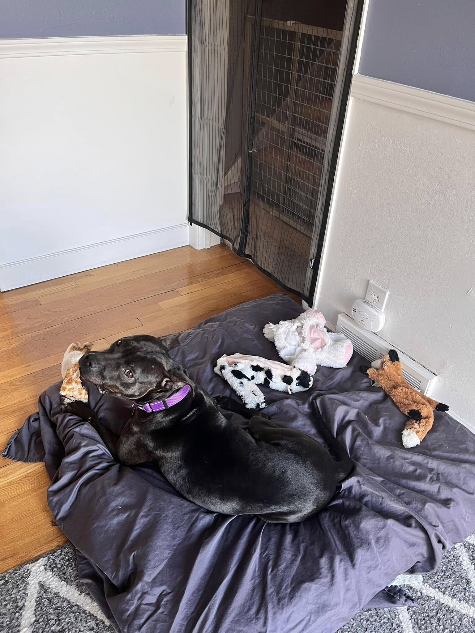 dog laying with toys