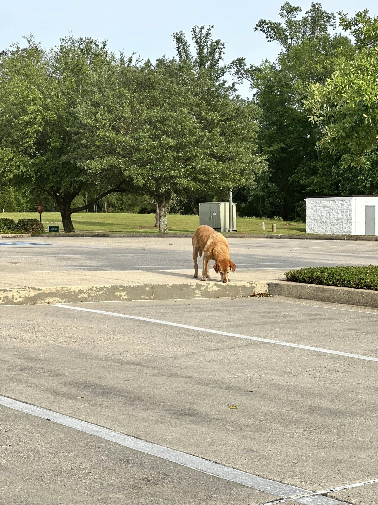 dog on a parking lot