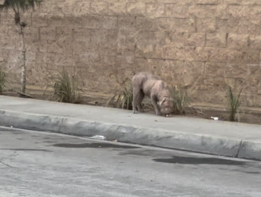 dog on street