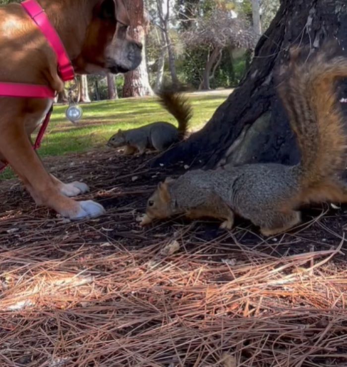 dog playing with squirrels