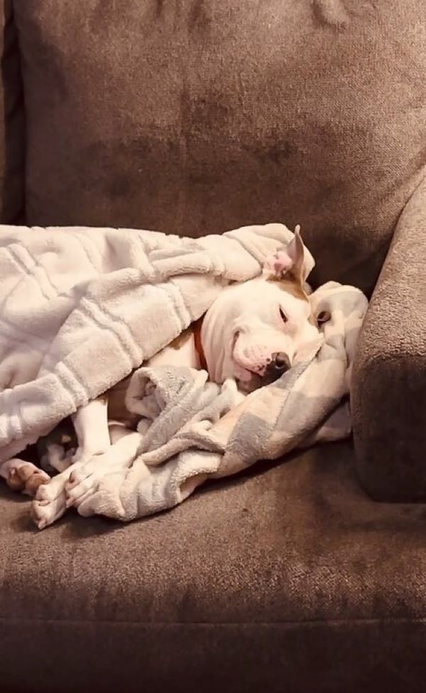 dog sleeping in blanket