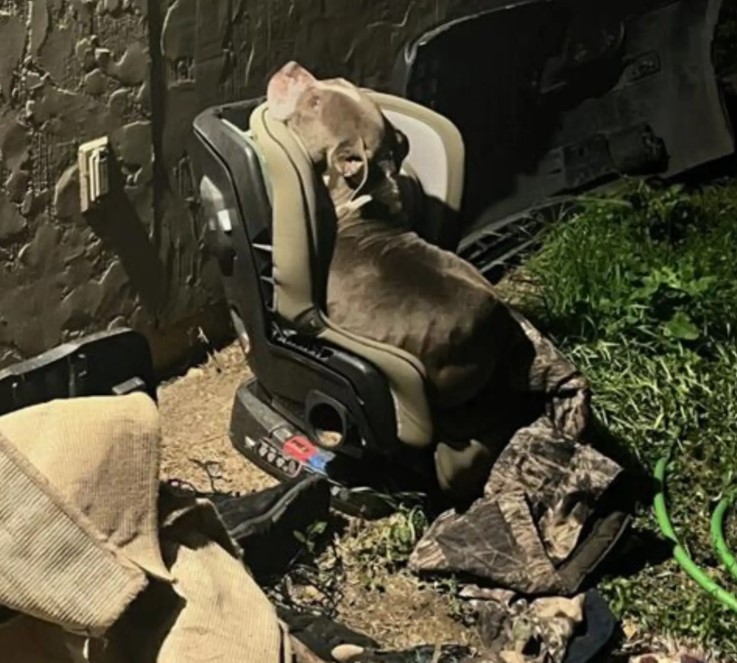 dog stuck on a baby chair