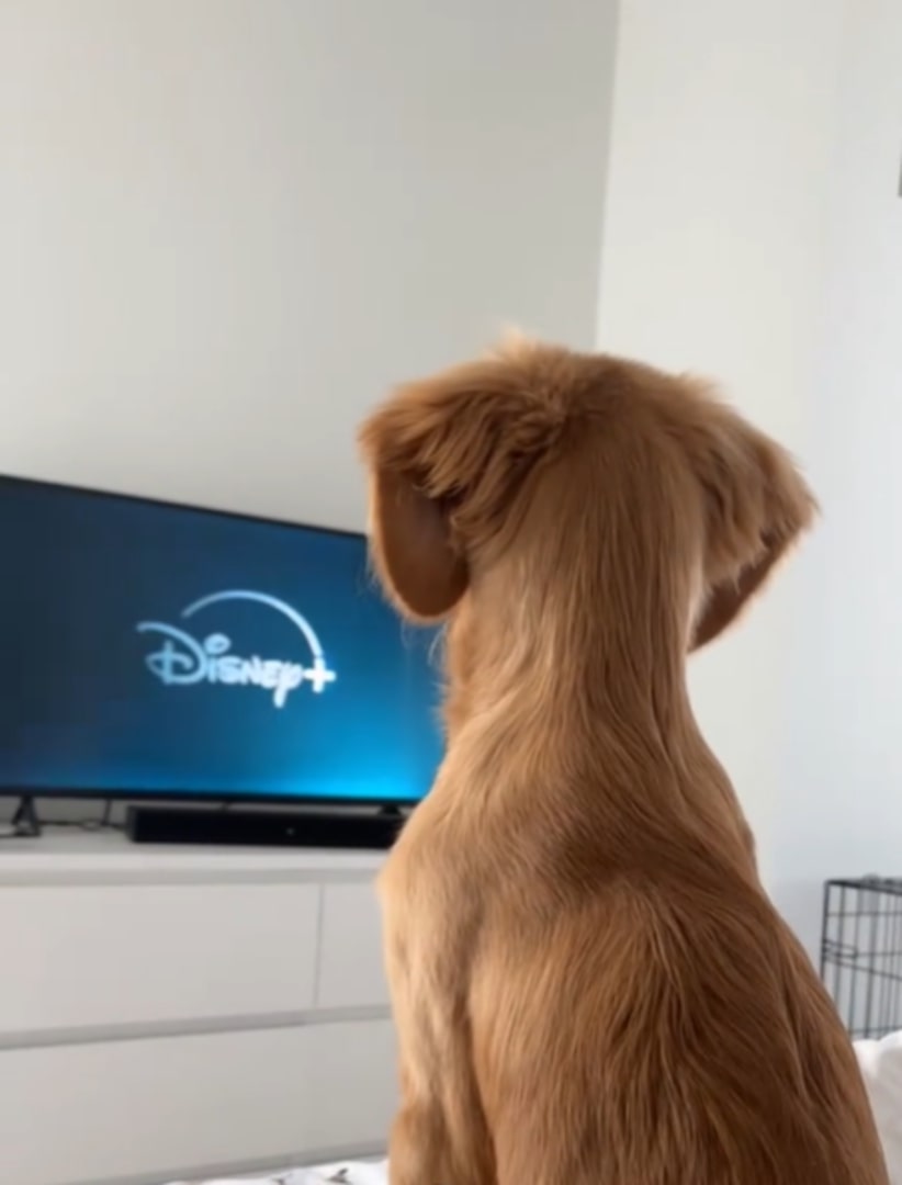 dog watching a tv