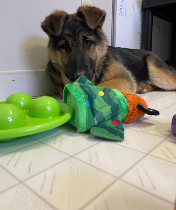 dog with toys