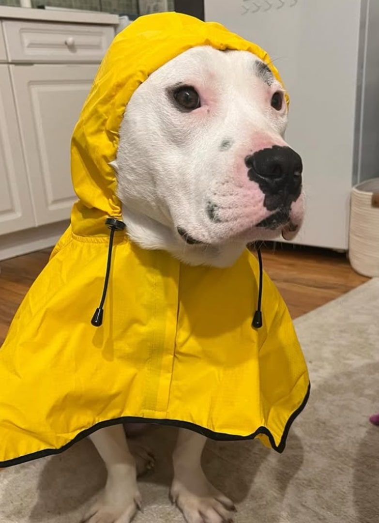 dog with yellow clothes