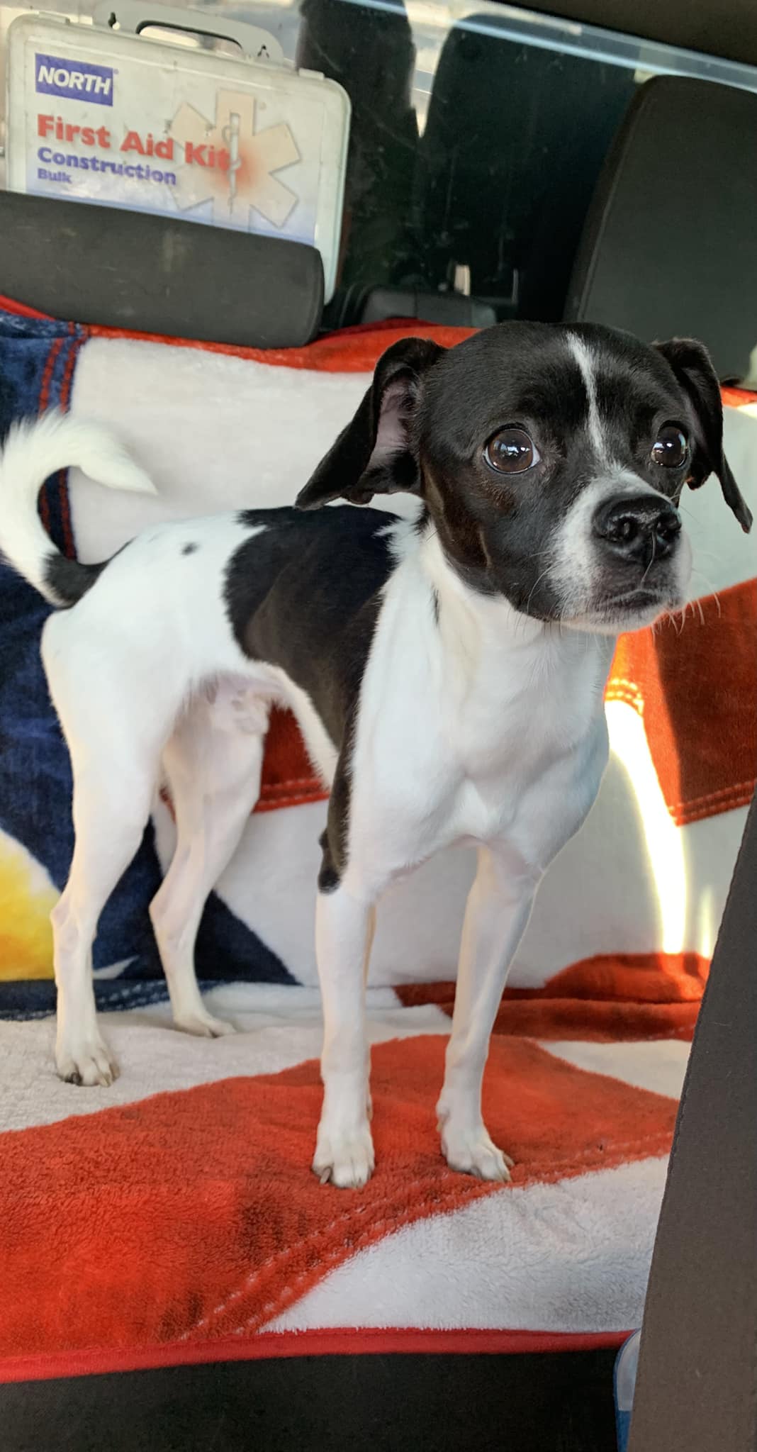 gorgeous black and white dog