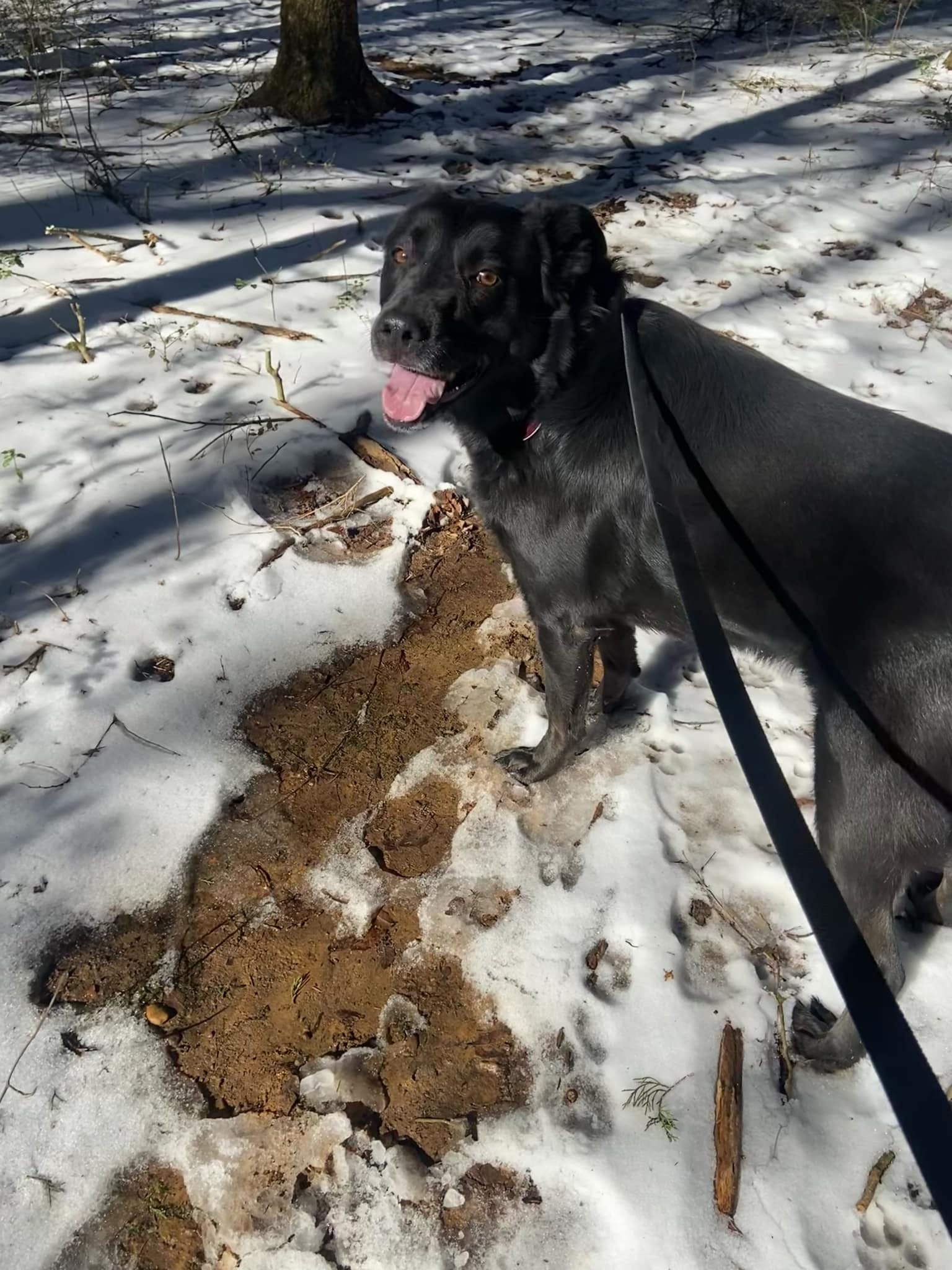 gorgeous black dog