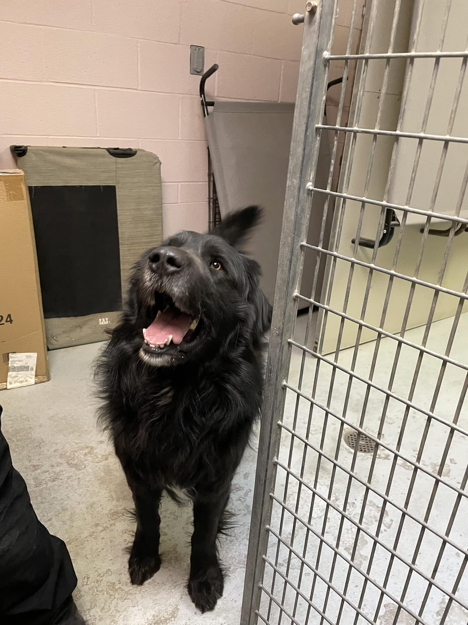 gorgeous black dog