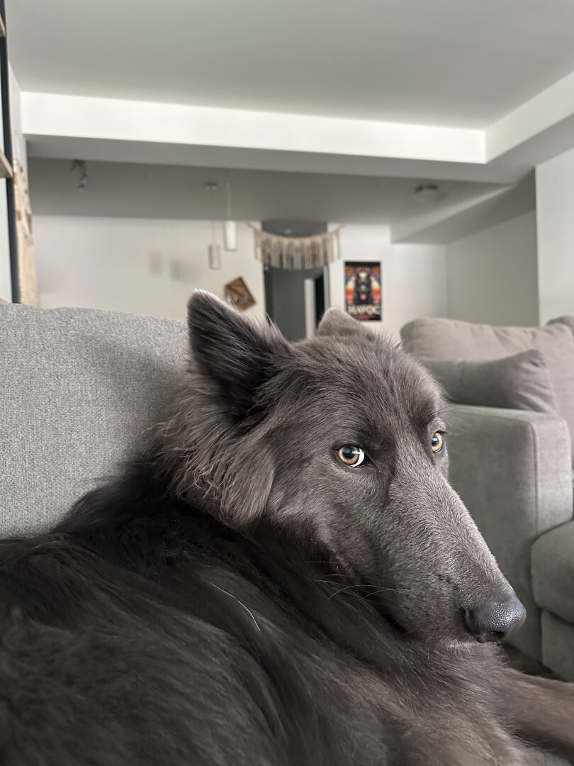 gray dog laying on couch