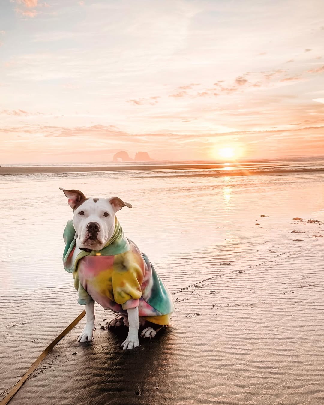 happy dog on a beach