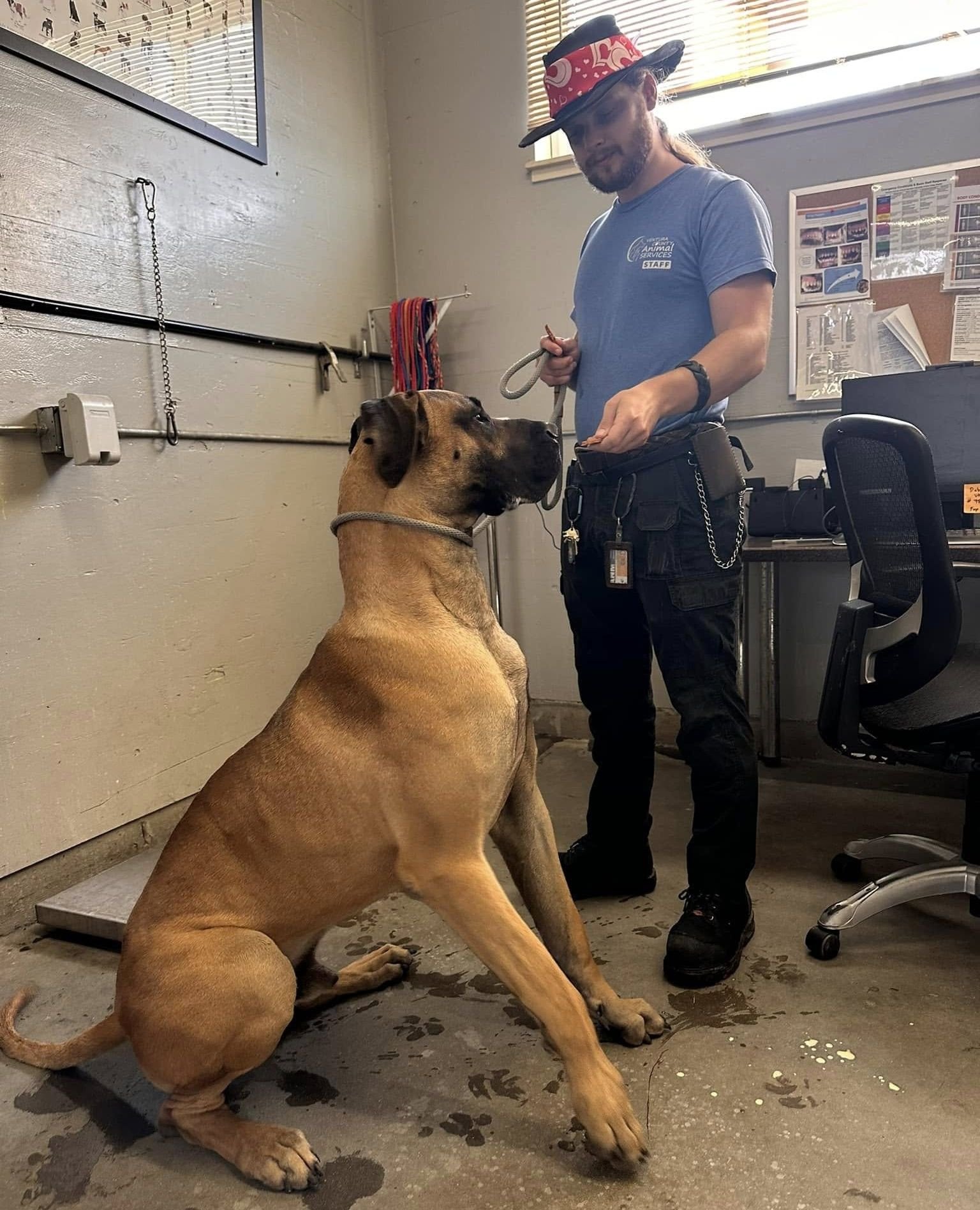 man and very large dog