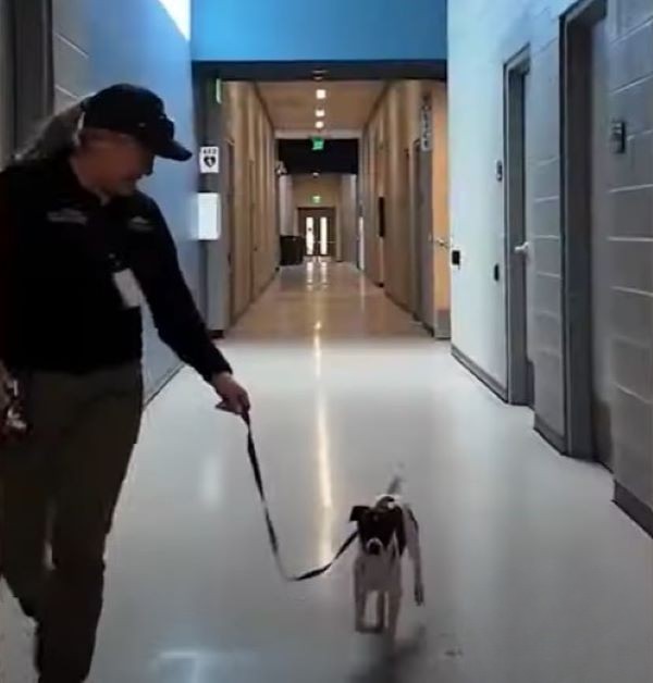 officer walking a dog