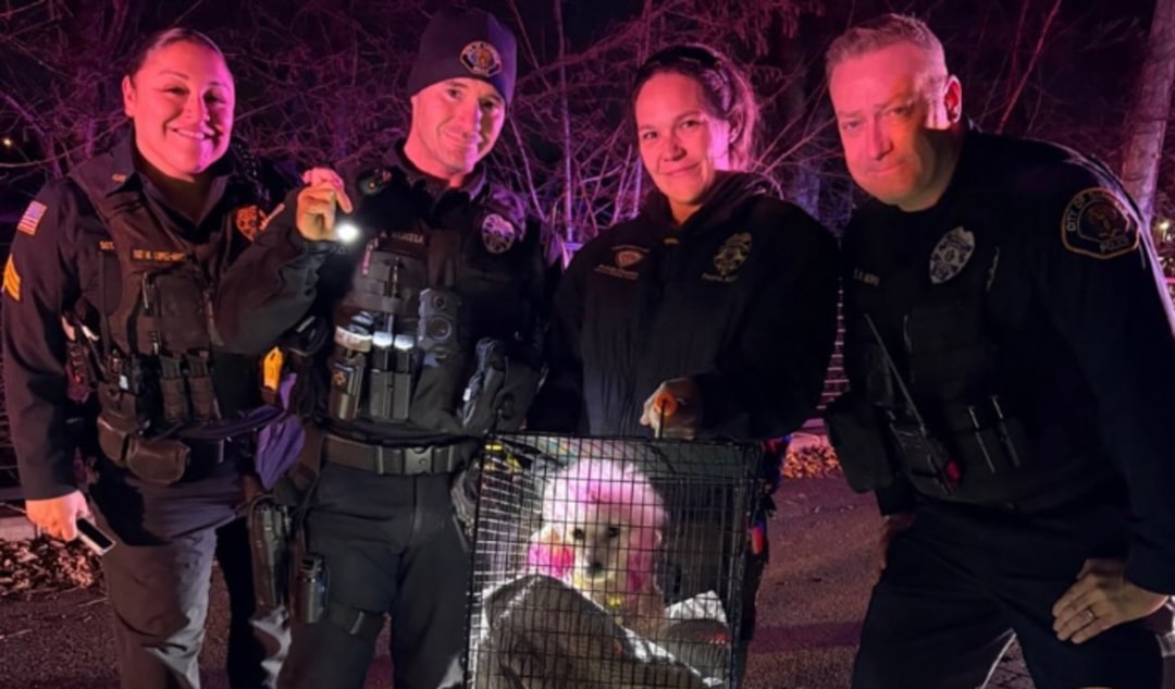 rescue team and dog