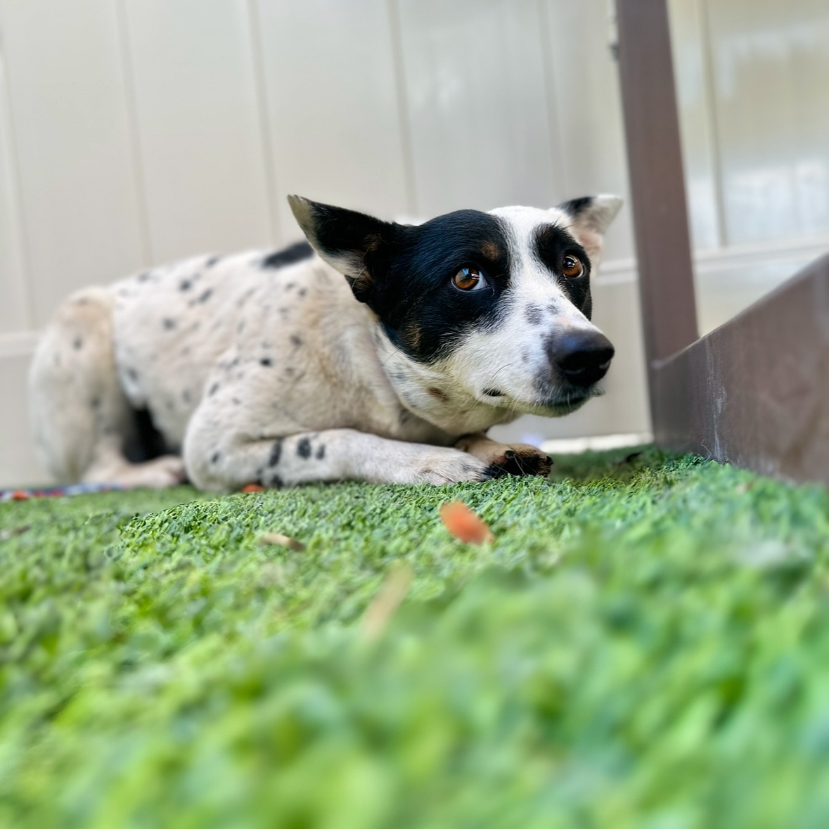 scared black and white dog