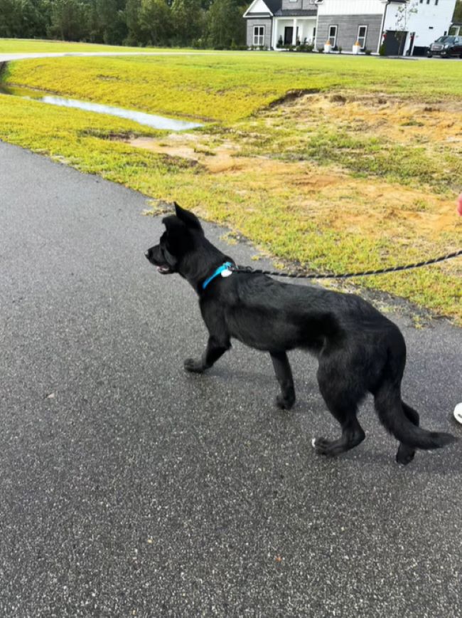 senior black dog on a leash