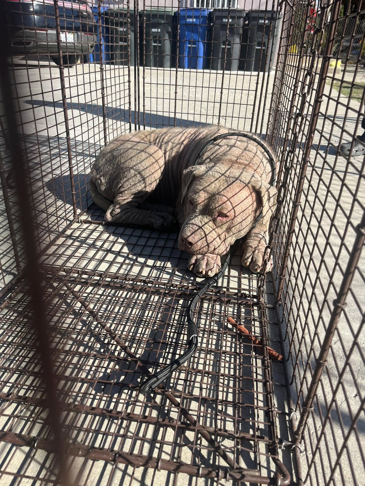 stray dog in crate