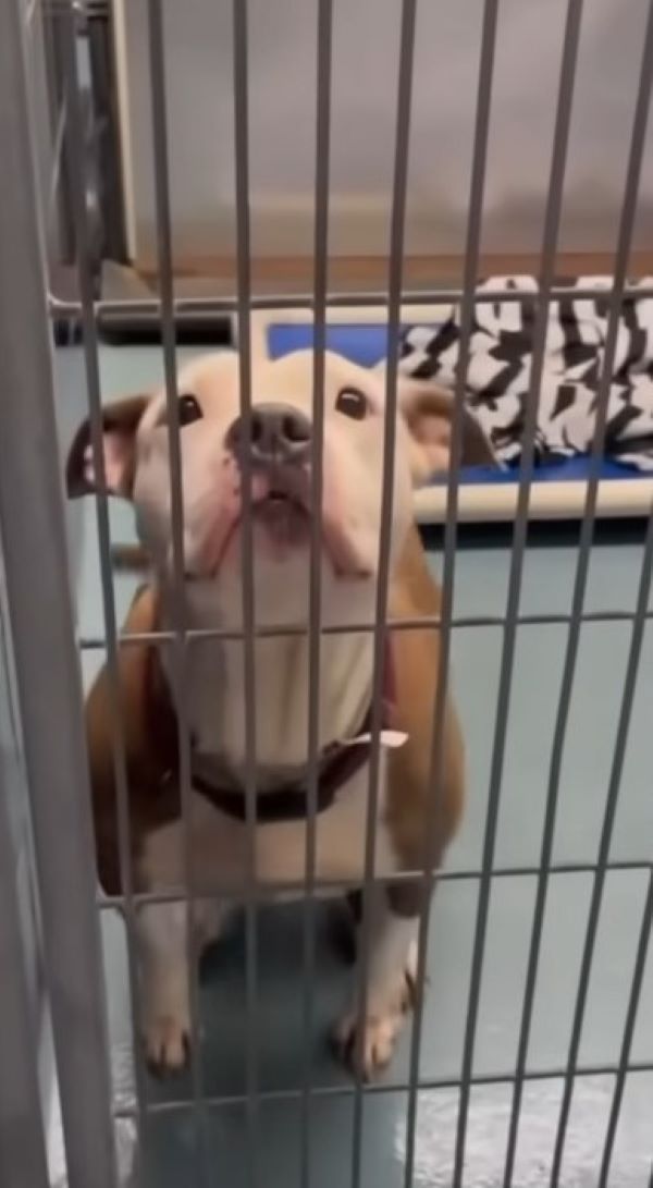 sweet dog in shelter