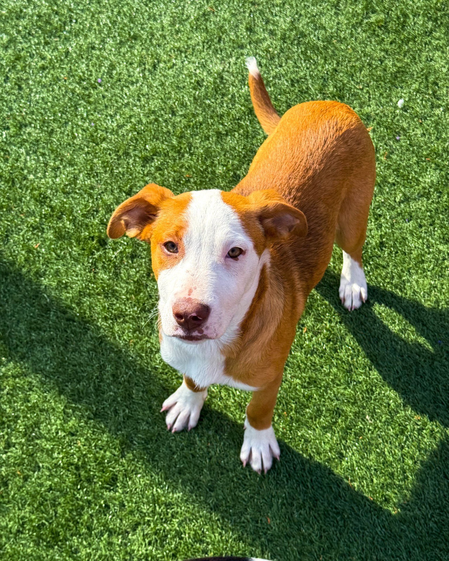 sweet dog on a lawn