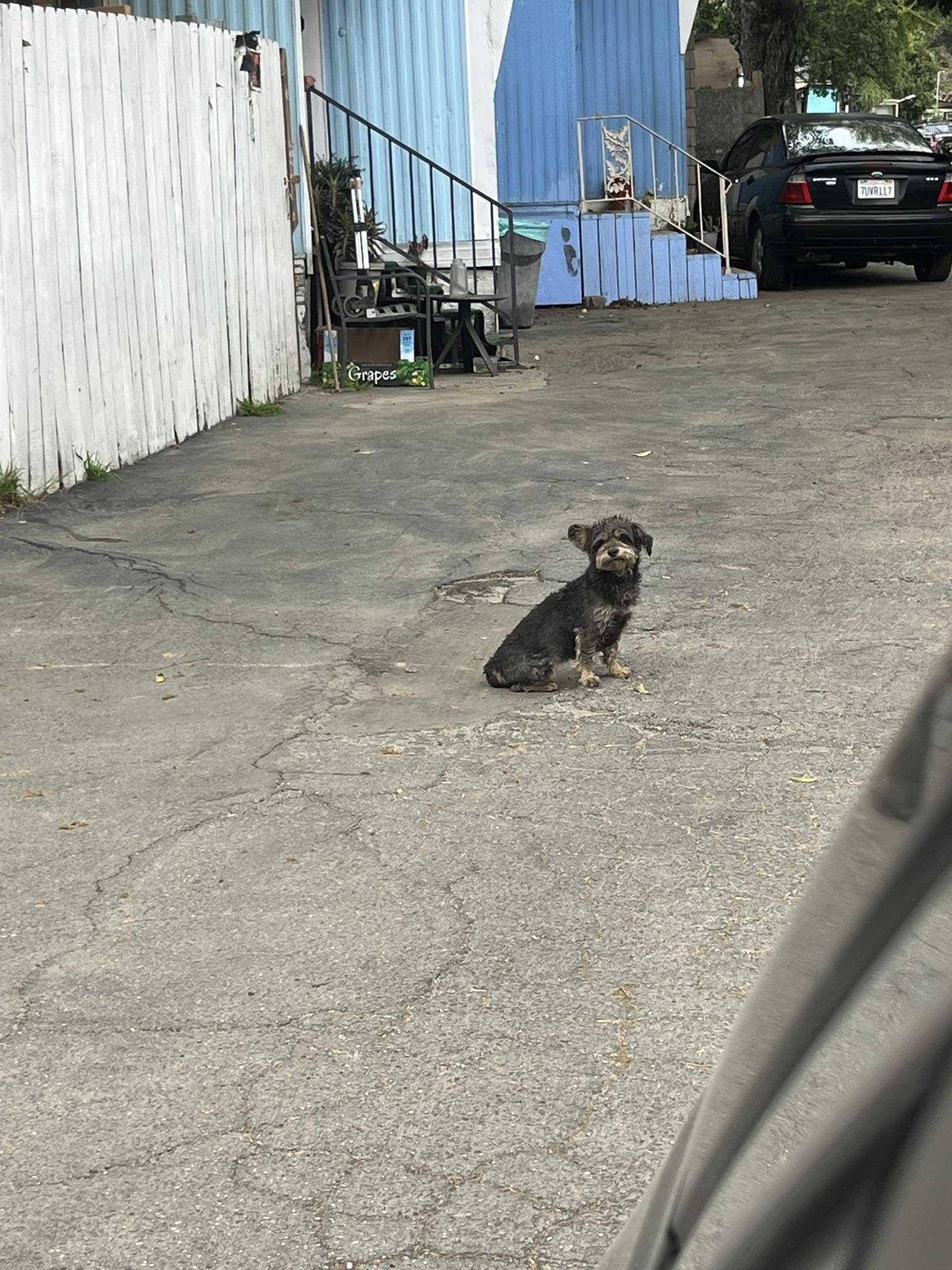 sweet dog on a street