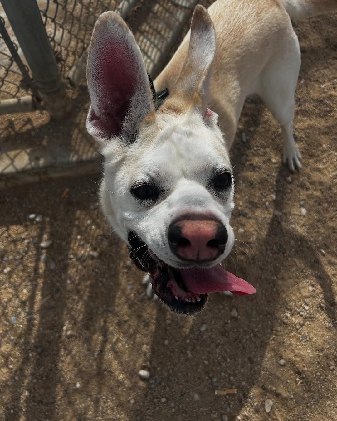 sweet dog with long ears