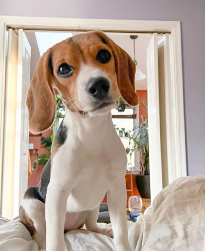 sweet tiny dog