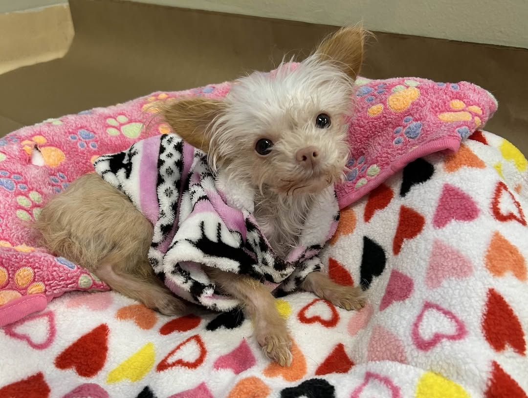 tiny white dog with clothes on