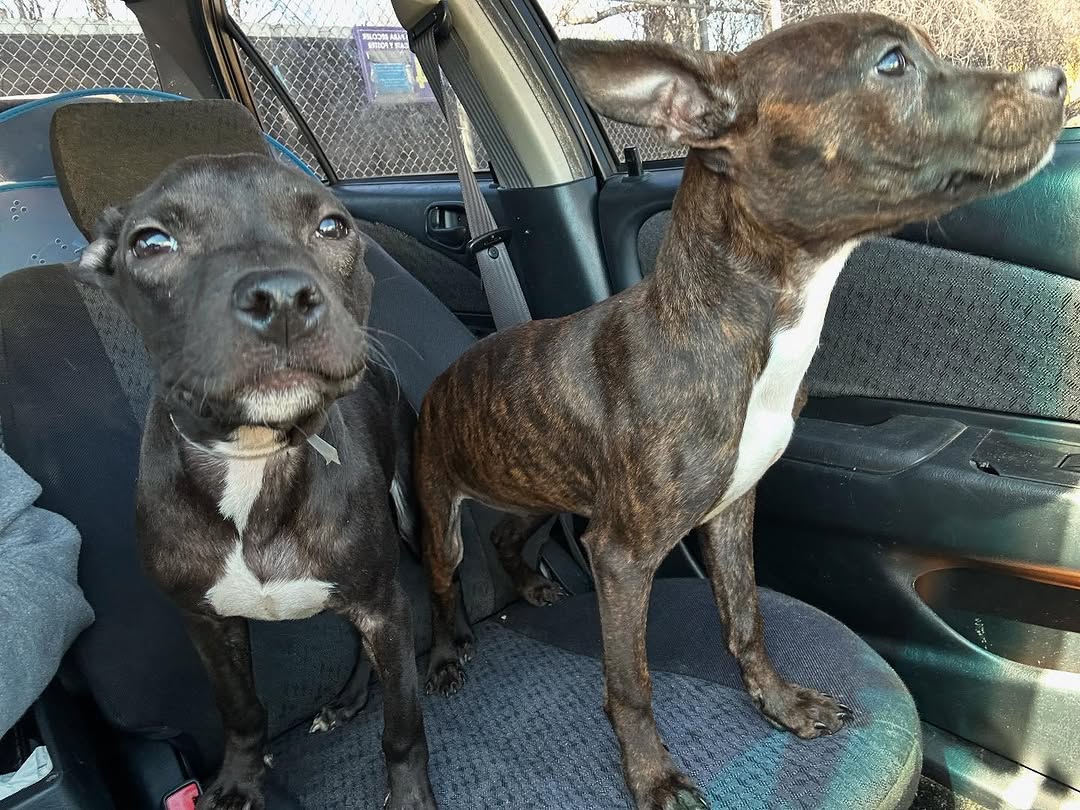 twin dogs in car