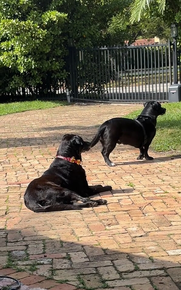 two black dogs