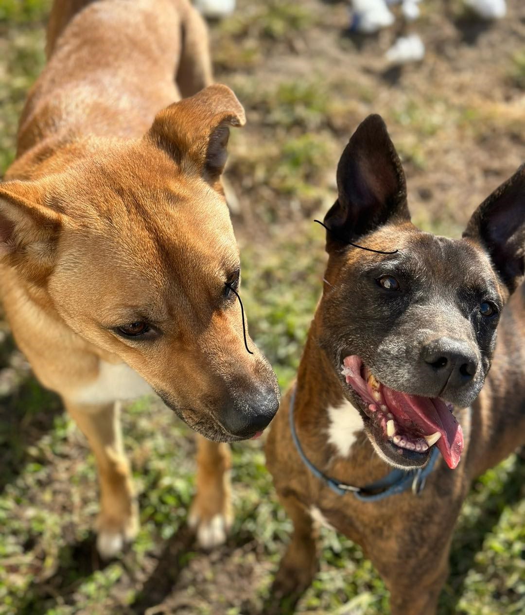 two cute dogs