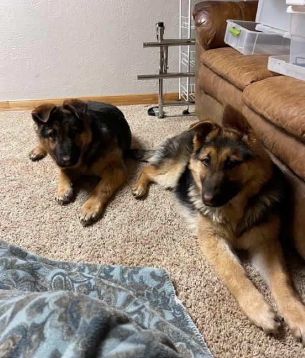 two dogs laying on the floor