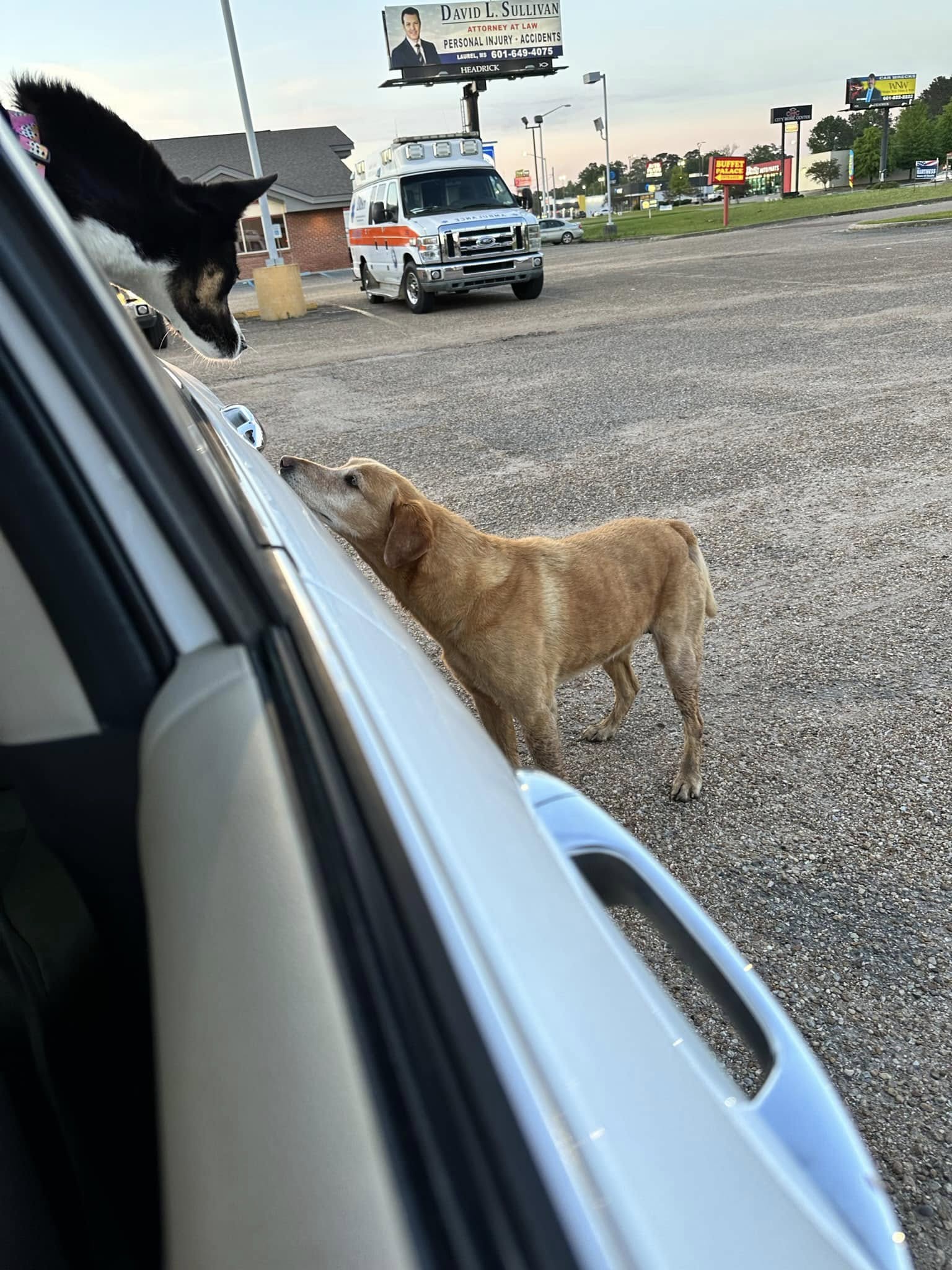 two dogs on a parking lot