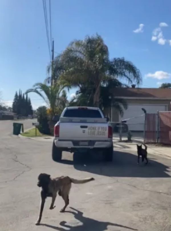 two dogs running outside