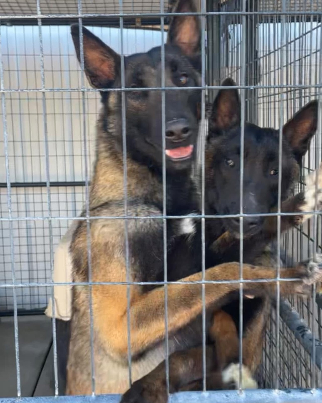 two sweet dogs in crate