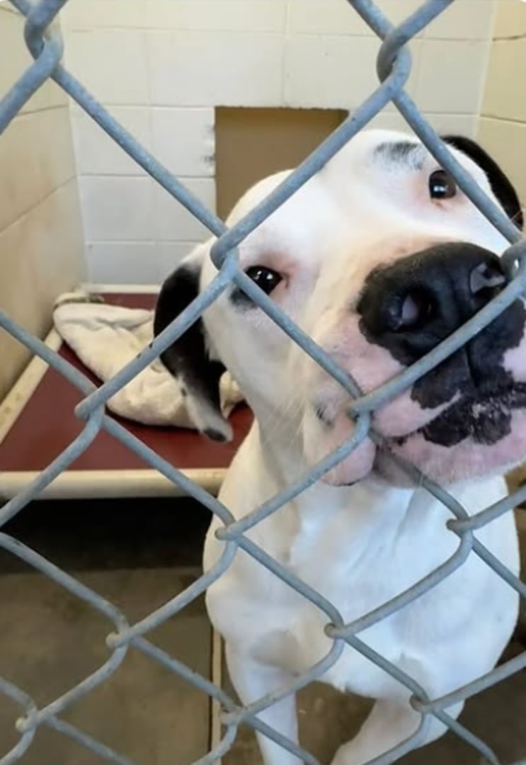 white dog in shelter