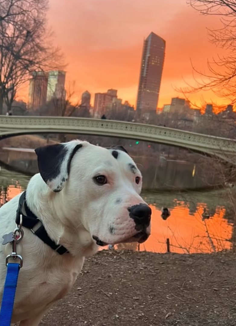 white dog posing for a picture