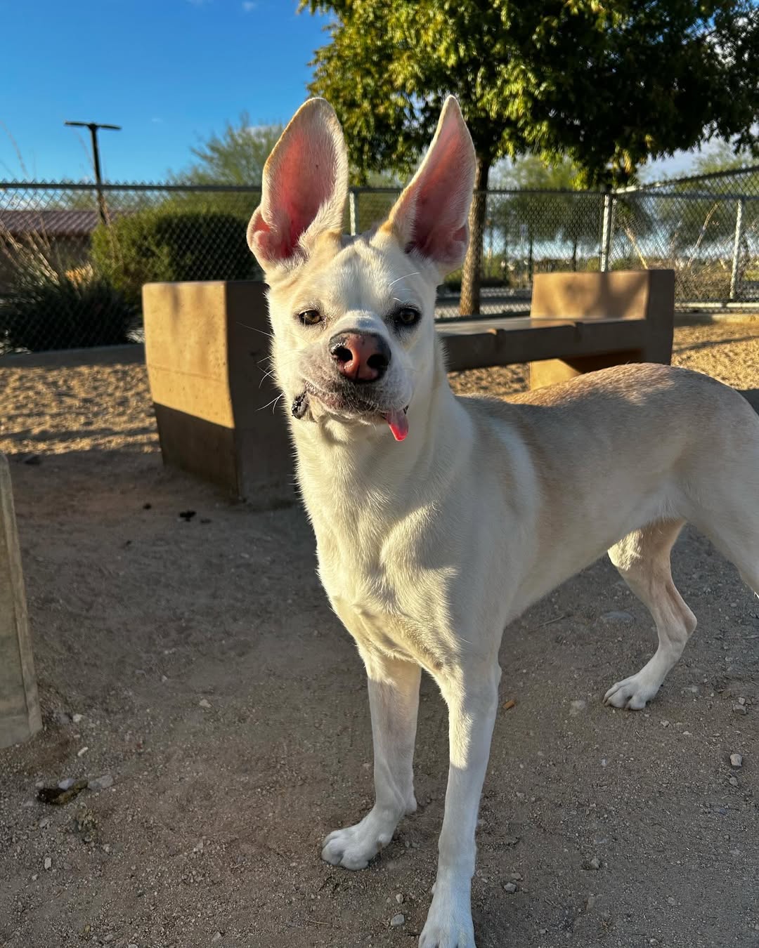 white dog with long ears