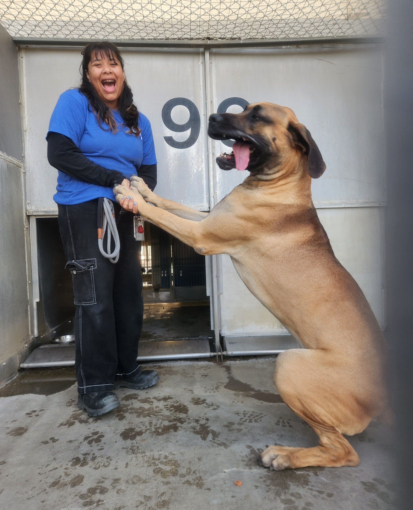 woman and large dog