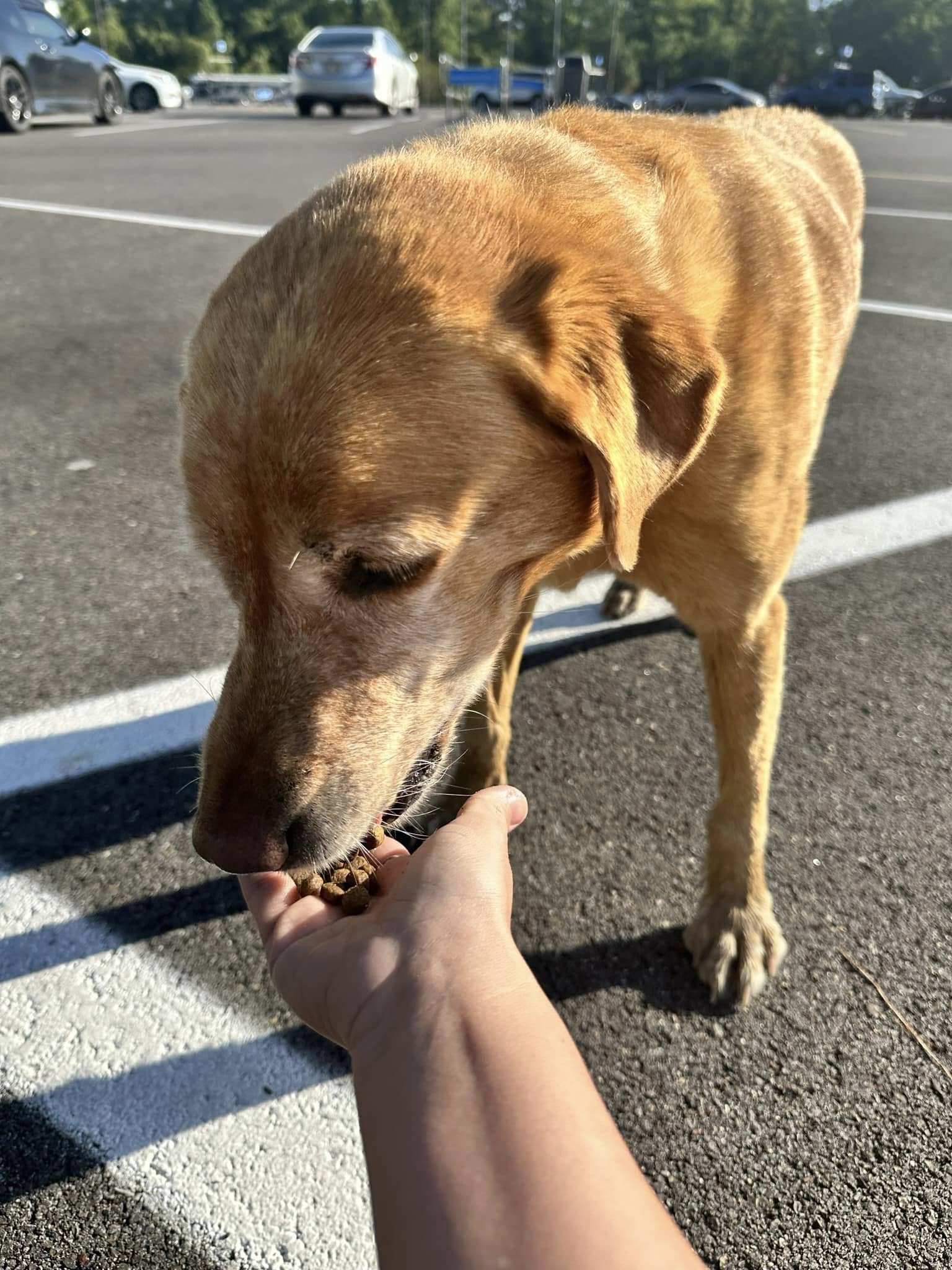 woman feeding a dog