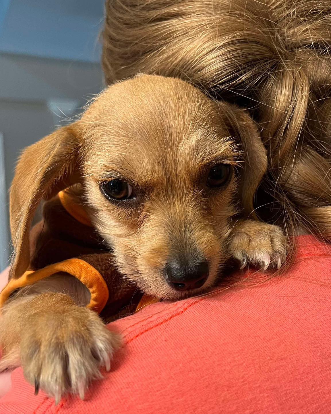 woman holding a cute brown puppy